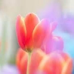 Meet your Posher, Carolyn